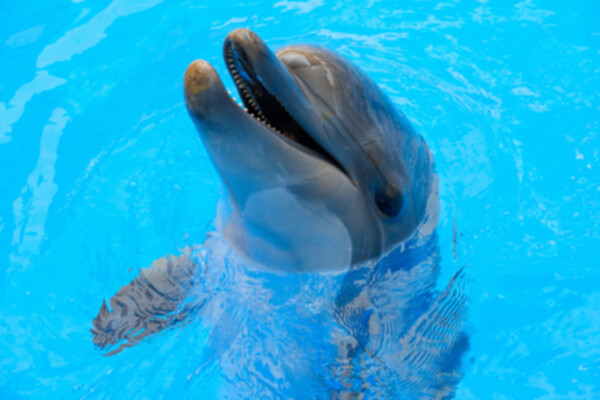 ¿Cómo es una terapia con delfines?