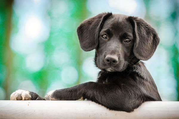 ¿Cuáles son los beneficios de la terapia con perros?