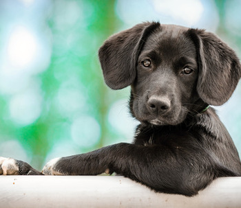 Terapia con perros: 3 Beneficios para nuestra salud