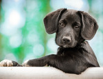 Terapia con perros: 3 Beneficios para nuestra salud